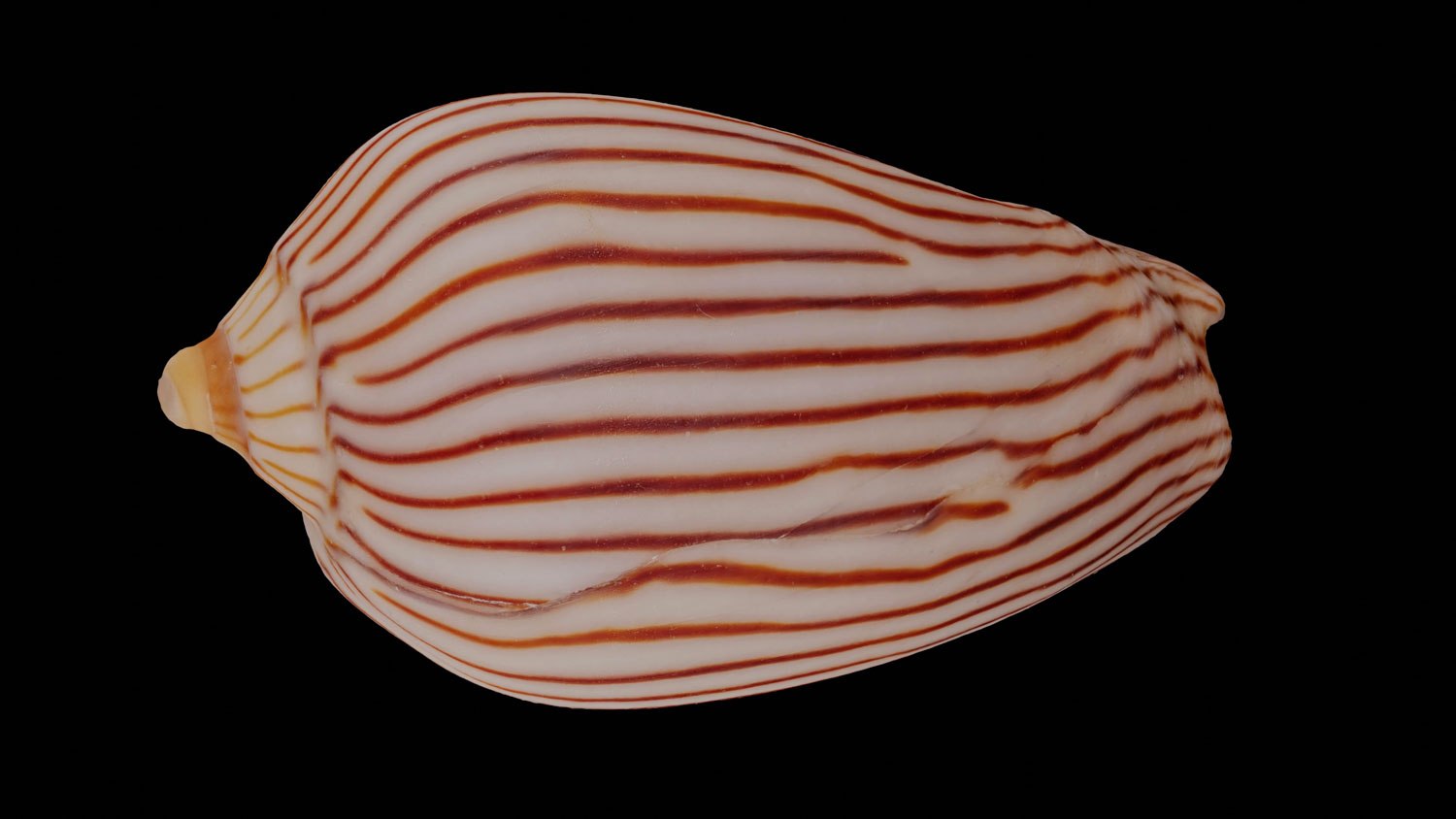 Amoria zebra